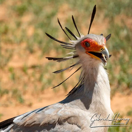 Bird photography along the Tarangire River during a bespoke Tanzania photographic safari