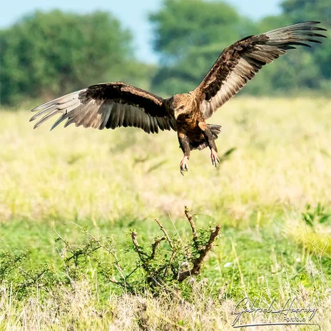 Bird photography along the Tarangire River during a bespoke Tanzania photographic safari