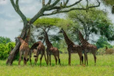 Masai giraffe photographed during a Tanzania photographic safari in Tarangire National Park