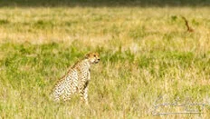 Cheetah sighting during a photographic safari in Tarangire’s open savannah.