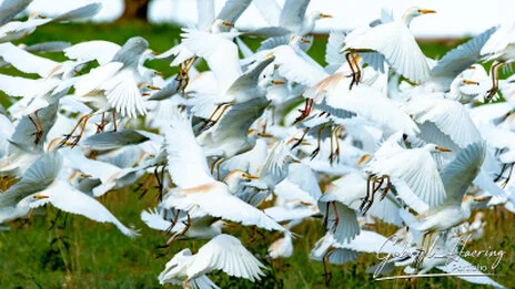 Bird photography along the Tarangire River during a bespoke Tanzania photographic safari