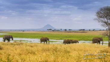 Large elephant herd photographed during a bespoke Tanzania photo safari in Tarangire National Park