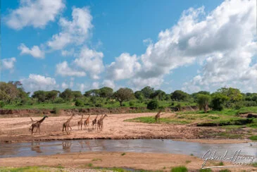 Masai giraffe photographed during a Tanzania photographic safari in Tarangire National Park