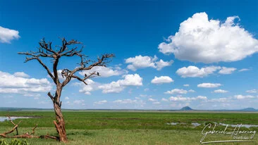 Seasonal swamp landscape in Tarangire National Park photographed on a Tanzania photo safari