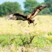 Birding photography along the Tarangire River during a bespoke Tanzania photographic safari