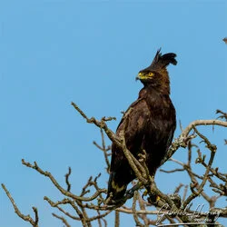 Bird watching in Tarangire National Park, Tanzania, photographed during a guided photographic safari.