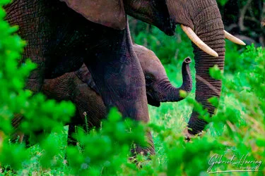 Elphant in Tarangire National Park, Tanzania, photographed during a guided photographic safari.