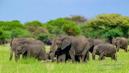 Elphant in Tarangire National Park, Tanzania, photographed during a guided photographic safari.