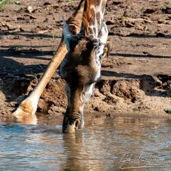 Giraffe  in Tarangire National Park, Tanzania, photographed during a guided photographic safari.
