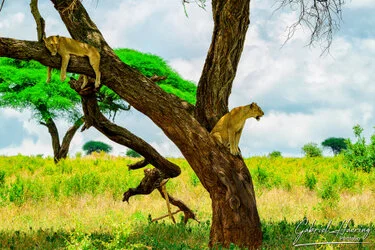 Lion in Tarangire National Park, Tanzania, photographed during a guided photographic safari.