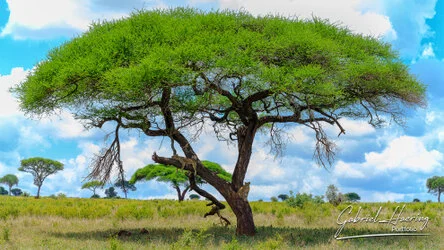 Lion in Tarangire National Park, Tanzania, photographed during a guided photographic safari.