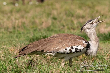 Kori Bustard - Ngorongoro Crater, Tanzania, photographed during a guided photographic safari.