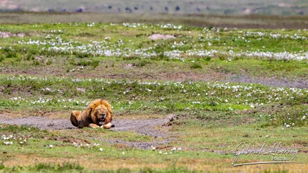 Lion - Ngorongoro Crater, Tanzania, photographed during a guided photographic safari.