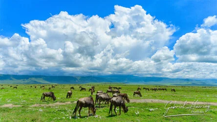 Landscape - Ngorongoro Crater, Tanzania, photographed during a guided photographic safari.