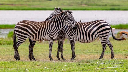 Zebra - Ngorongoro Crater, Tanzania, photographed during a guided photographic safari.