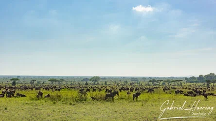 Great Migration in Serengeti National Park, Tanzania, photographed during a guided photographic safari.