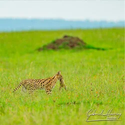 Serval in Serengeti National Park, Tanzania, photographed during a guided photographic safari.