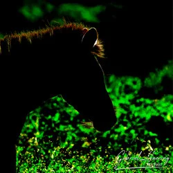 Zebra in Serengeti National Park, Tanzania, photographed during a guided photographic safari.