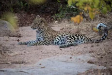Leopard during Dry-season safari landscape in Ruaha National Park with golden tones, open plains and remote wilderness scenery