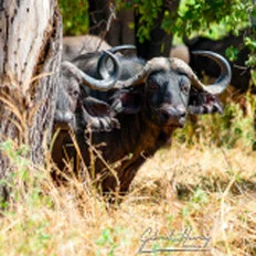 Buffalo during Dry-season safari landscape in Ruaha National Park with golden tones, open plains and remote wilderness scenery