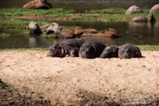 Hippo during Dry-season safari landscape in Ruaha National Park with golden tones, open plains and remote wilderness scenery