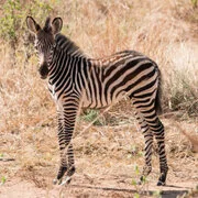 Wildlife during Dry-season in Ruaha National Park with golden tones, open plains and remote wilderness scenery