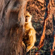 Wildlife during Dry-season in Ruaha National Park with golden tones, open plains and remote wilderness scenery