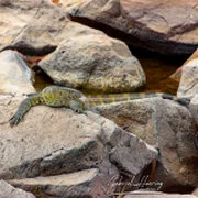 Wildlife during Dry-season in Ruaha National Park with golden tones, open plains and remote wilderness scenery