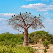 Wildlife during Dry-season in Ruaha National Park with golden tones, open plains and remote wilderness scenery