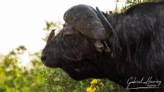 African buffalo in riverine grassland in Nyerere National Park in Southern Tanzania