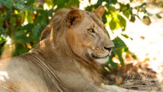 ion in Nyerere National Park photographed during a Southern Tanzania wildlife safari