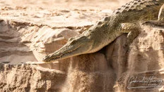 Nile crocodile resting on the riverbank in Nyerere National Park in Southern Tanzania