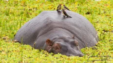 Hippos in the Rufiji River in Nyerere National Park during a Tanzania wildlife safari