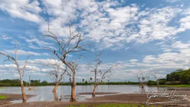Landscape view of Nyerere National Park in Southern Tanzania with riverine wilderness and open safari scenery