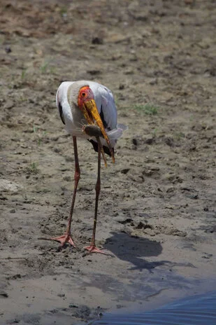 Beautiful lanscape can be observed in Katavi National Park during a private photographic safari