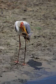 Beautiful lanscape can be observed in Katavi National Park during a private photographic safari