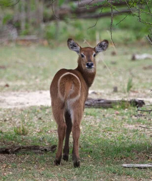 Beautiful lanscape can be observed in Katavi National Park during a private photographic safari