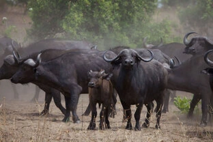 Beautiful lanscape can be observed in Katavi National Park during a private photographic safari