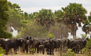 Beautiful lanscape can be observed in Katavi National Park during a private photographic safari