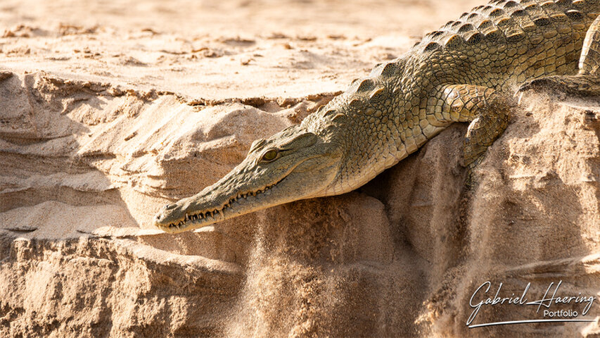 Huge crocodile entering the water of Rufiji River in Nyerere National Park, Tanzania