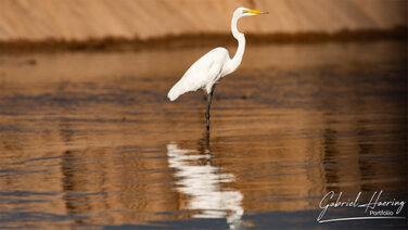 Aigrette on the Rufiji River in Nyerere National Park, Tanzania