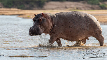 Huge Hippo accessing Rufiji River in Nyerere National Park, Tanzania