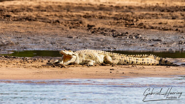 Huge crocodile relaxing on the Rufiji River in Nyerere National Park, Tanzania
