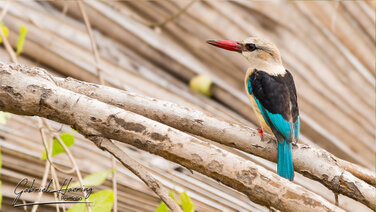 Nice Kingfisher in Nyerere National Park, Tanzania