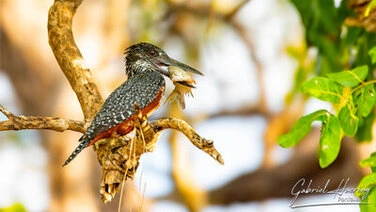 Nice Kingfisher with fish in the mouth in Nyerere National Park, Tanzania