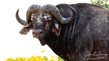 Huge Buffalo in Nyerere National Park, Tanzania