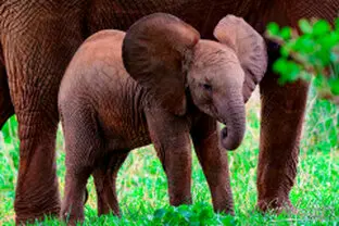 Elephant cub making the big guy in Tarangire National park during a photographic safari in Tanzania