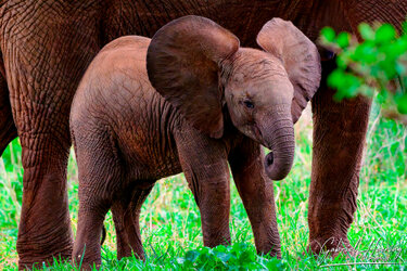 Elephant cub making the big guy in Tarangire National park during a photographic safari in Tanzania