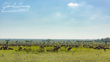 Thousends of wildbeests in serengeti and Ndutu during the calving season of the great migration during a photographic safari in tanzania