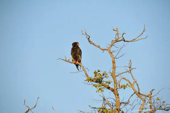 Photographic portfolio of Okavango Delta Botswana